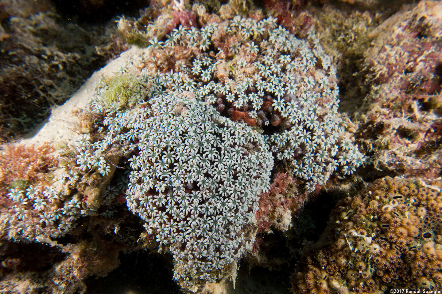 Tubipora musica (Organ Pipe Coral)