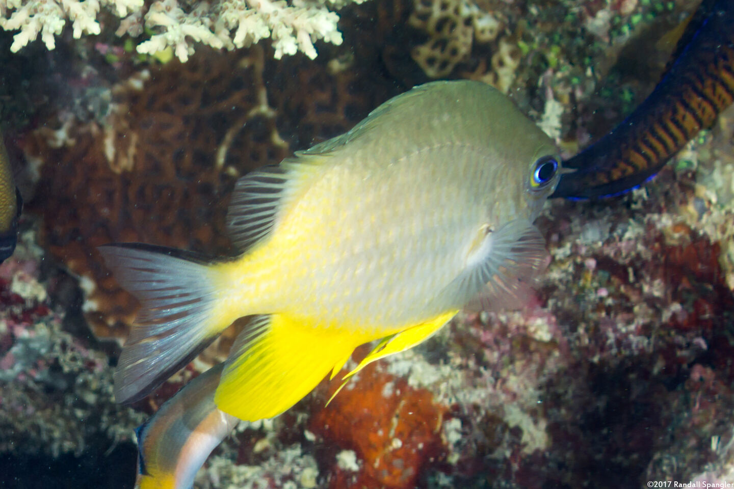 Amblyglyphidodon orbicularis (Orbicular Damsel)