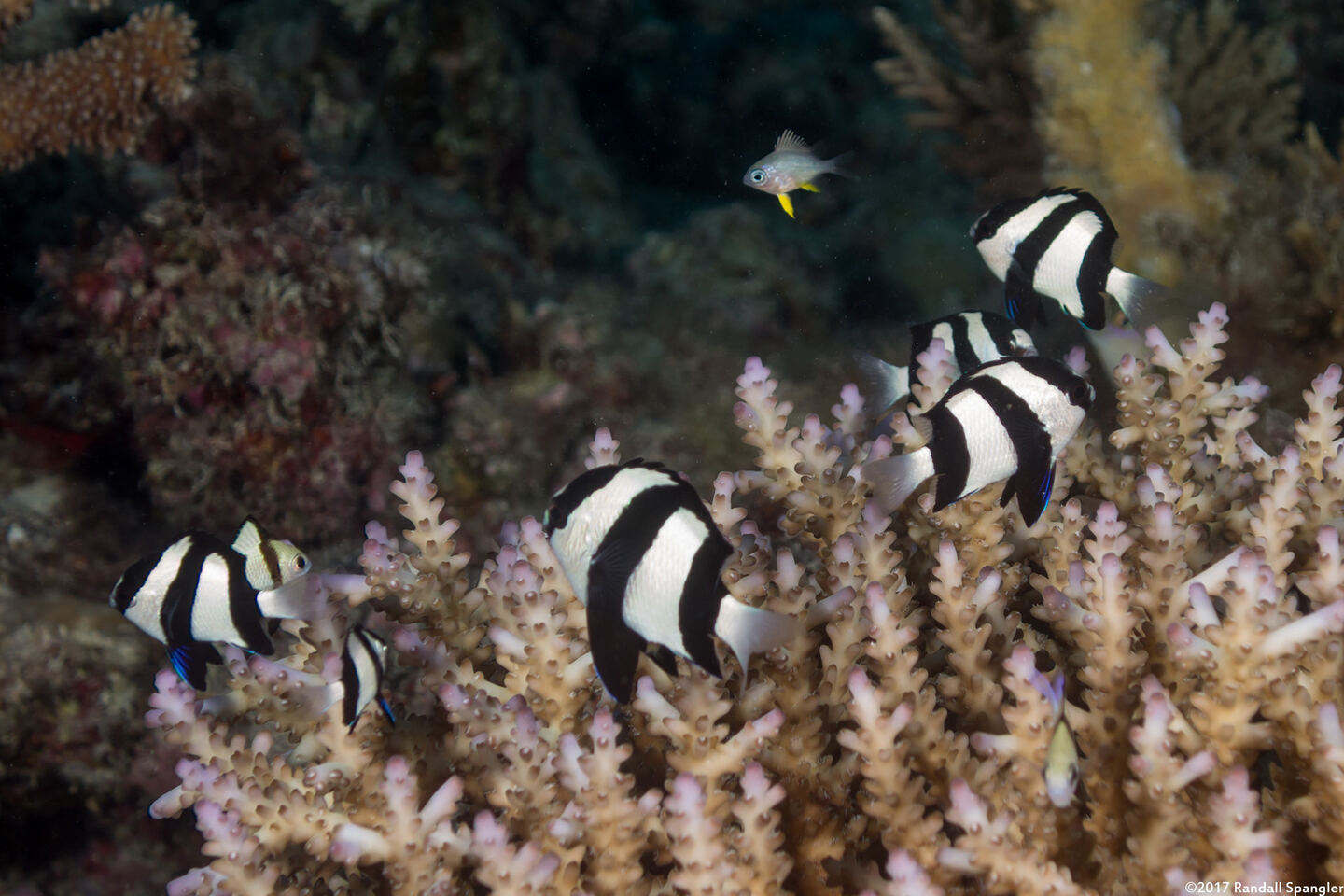 Dascyllus aruanus (Humbug Dascyllus)