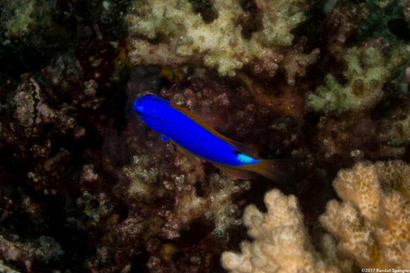 Chrysiptera taupou (South Seas Devil)
