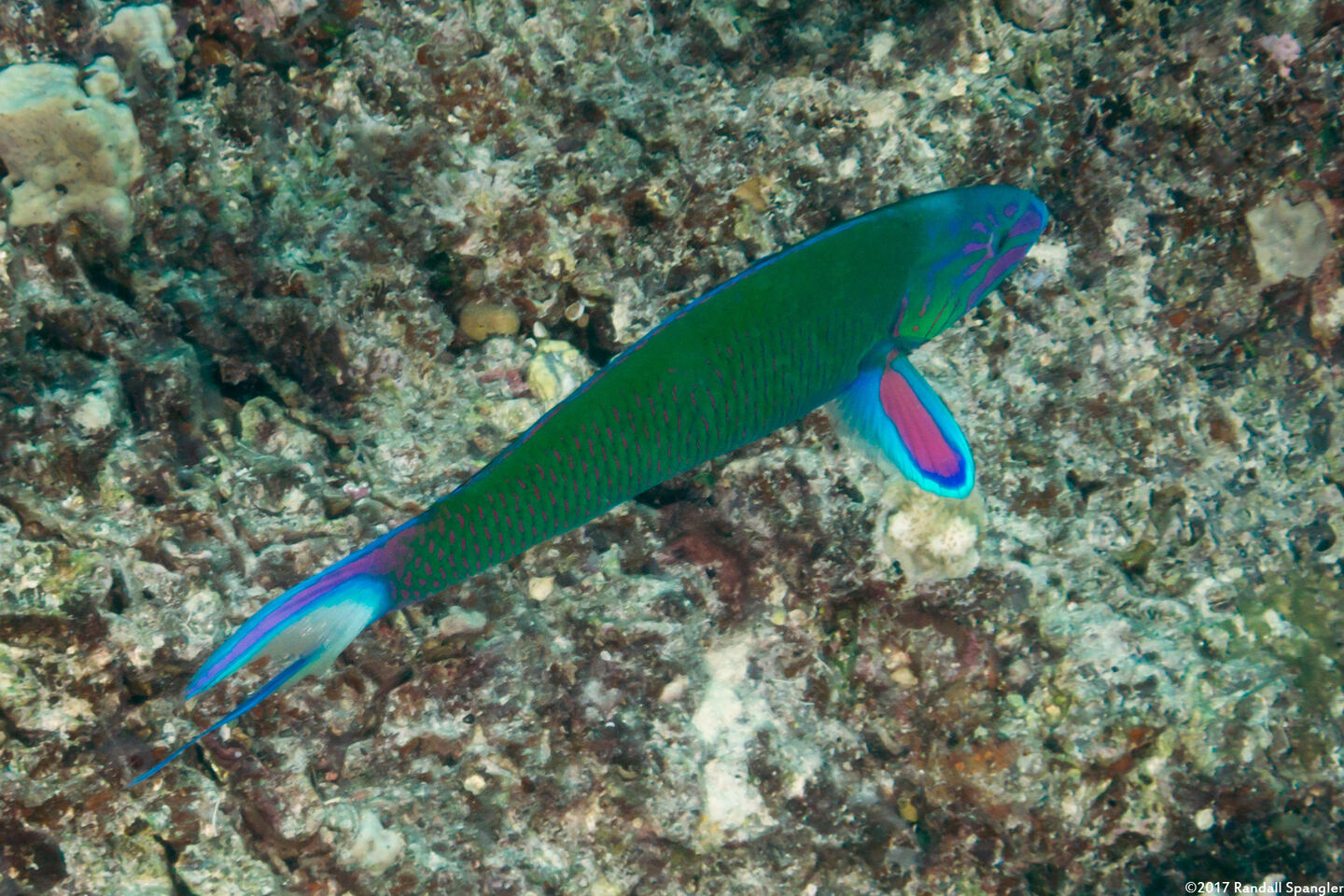 Thalassoma lunare (Crescent Wrasse)