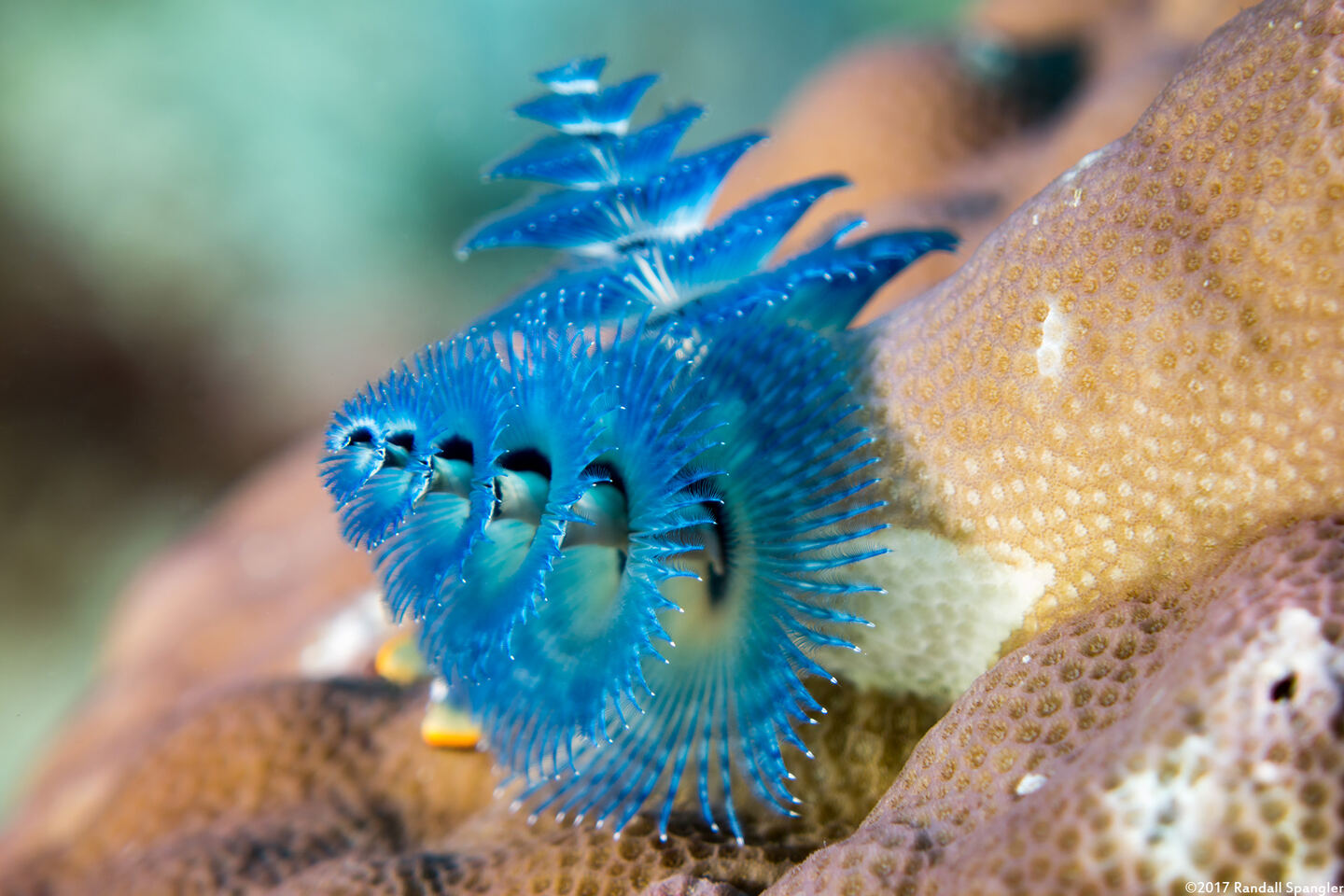 Spirobranchus sp.1 (Christmas Tree Worm)