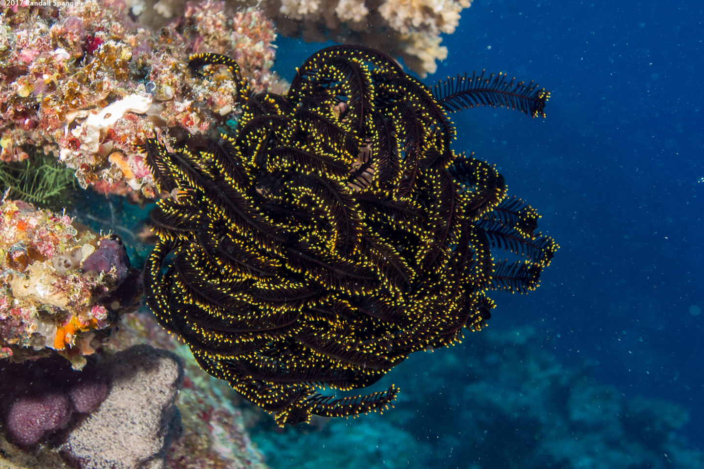 Capillaster sentosus (Thorny Feather Star)