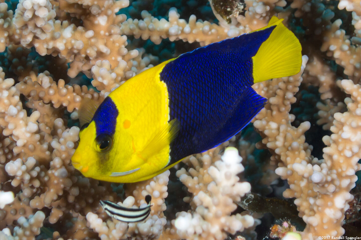 Centropyge bicolor (Bicolor Angelfish)