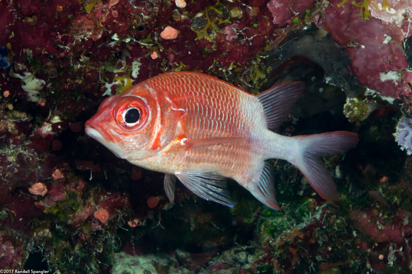 Sargocentron caudimaculatum (Tailspot Squirrelfish)