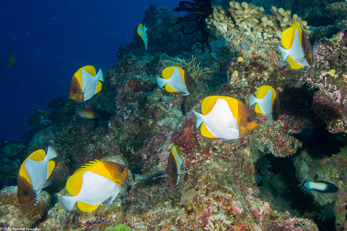 Hemitaurichthys polylepis (Pyramid Butterflyfish)
