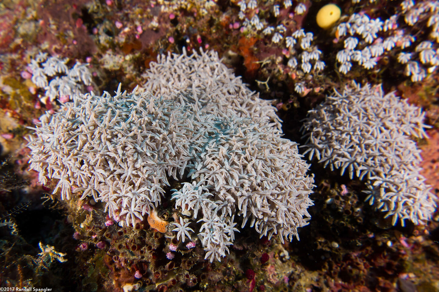 Tubipora musica (Organ Pipe Coral)