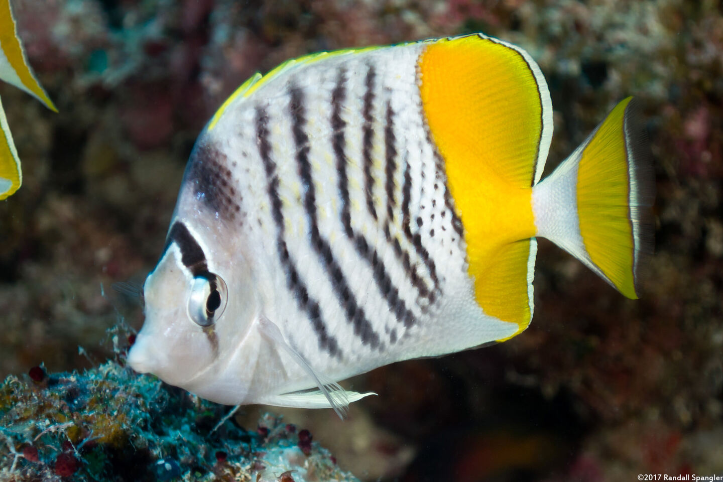 Chaetodon mertensii (Atoll Butterflyfish)