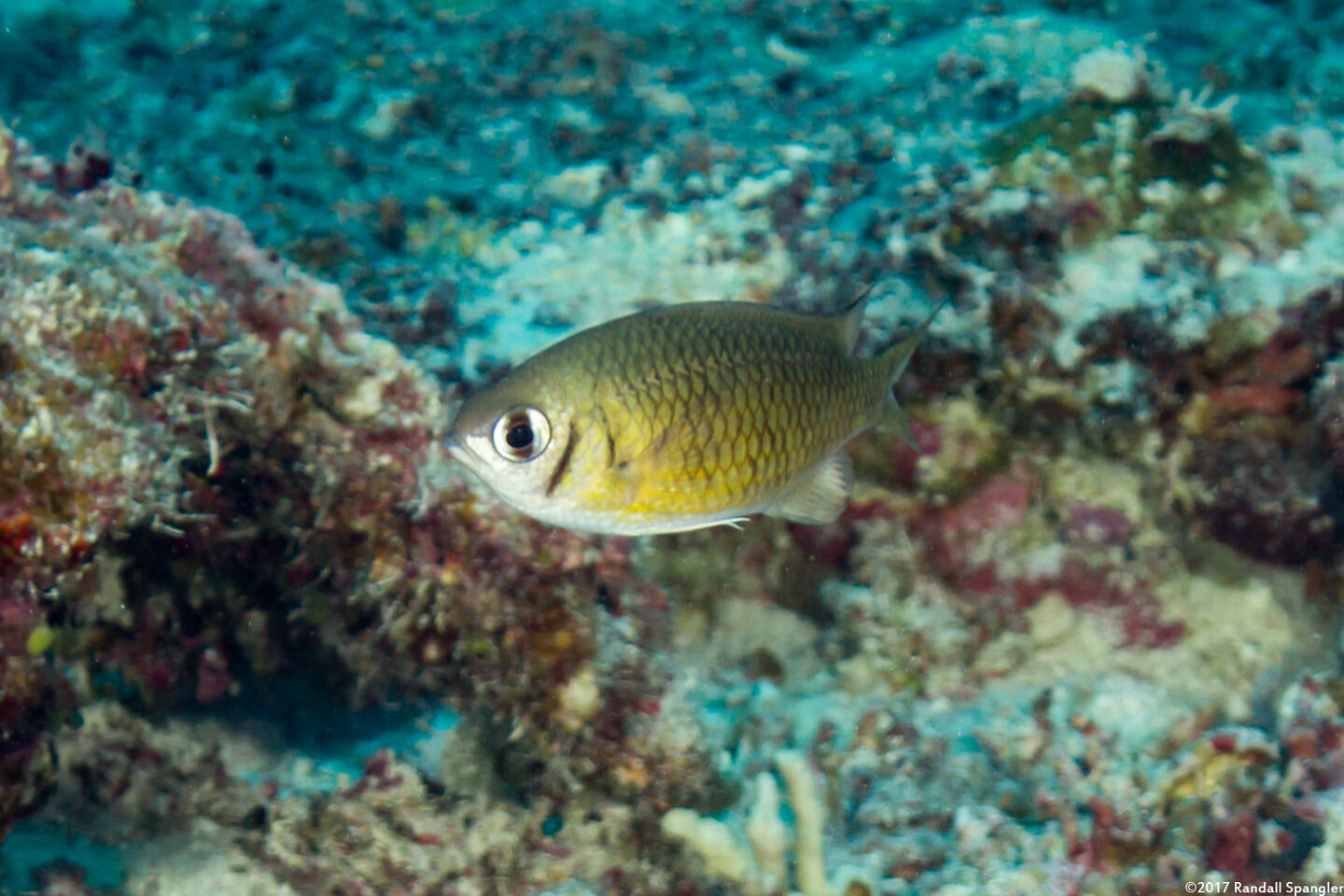 Chromis weberi (Weber's Chromis)