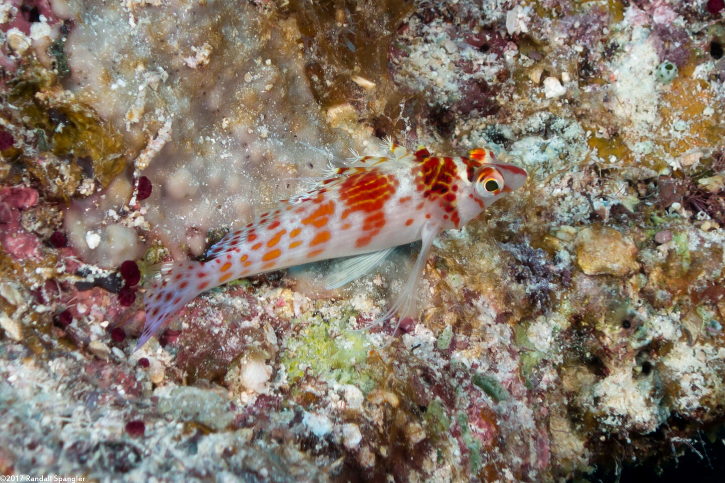 Cirrhitichthys falco (Dwarf Hawkfish)