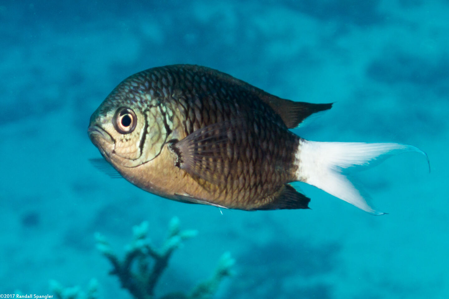 Chromis xanthura (Paletail Chromis)