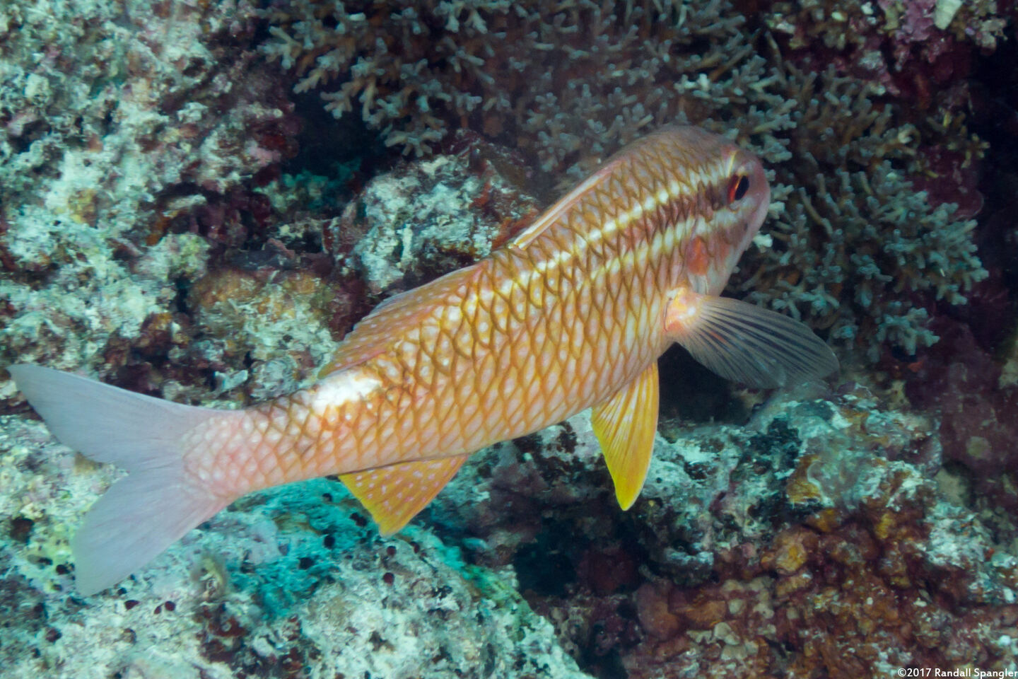 Parupeneus ciliatus (Cardinal Goatfish)
