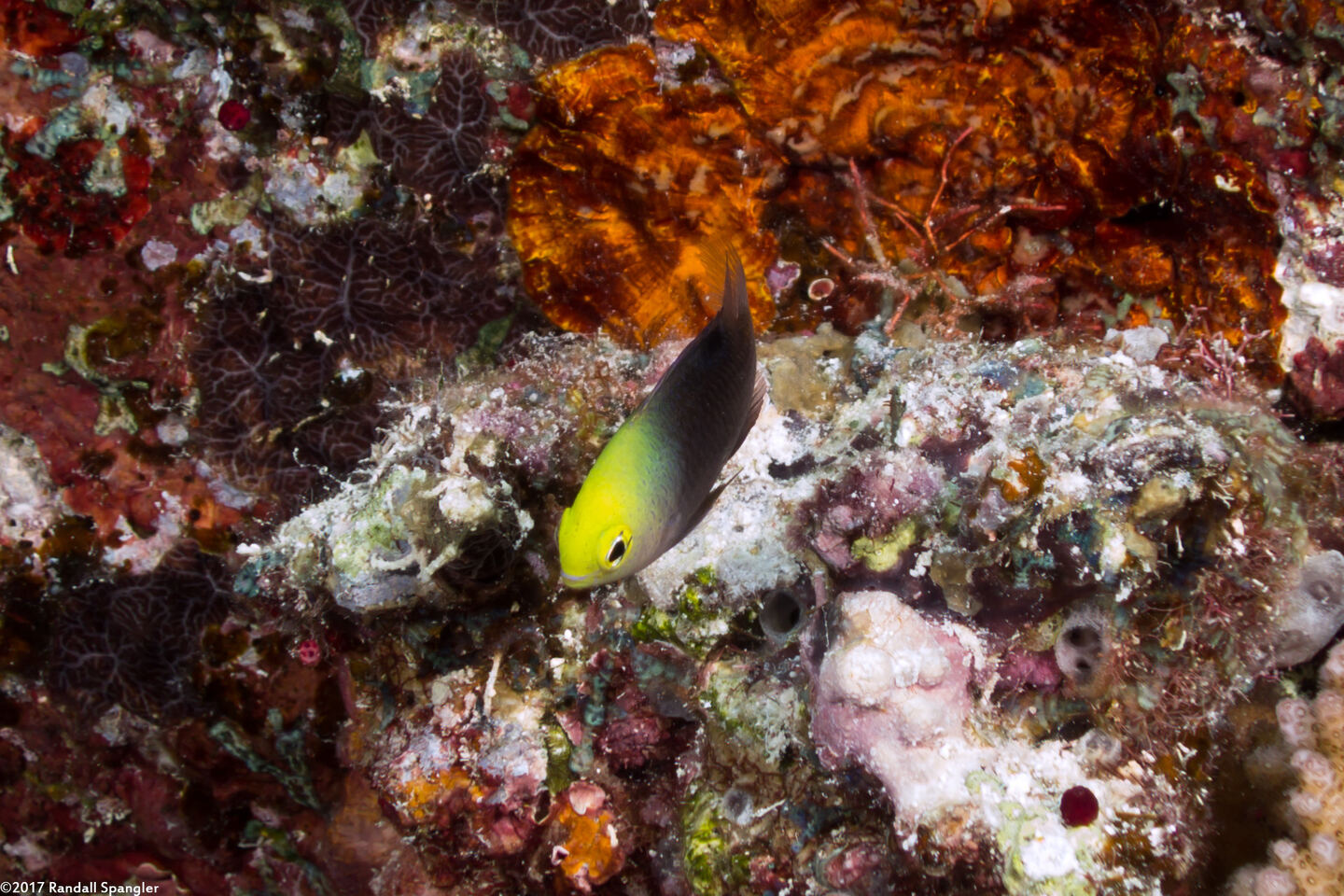Chrysiptera talboti (Talbot's Damsel)