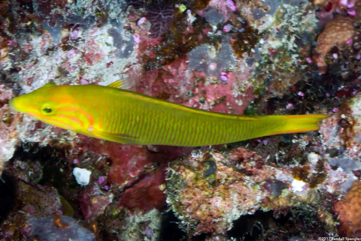 Thalassoma lutescens (Sunset Wrasse)