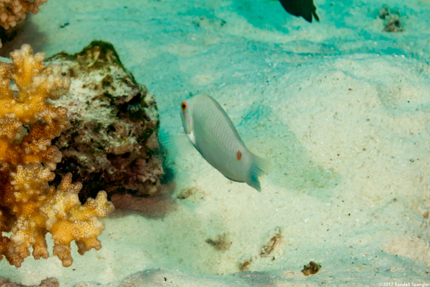 Halichoeres trimaculatus (Threespot Wrasse)