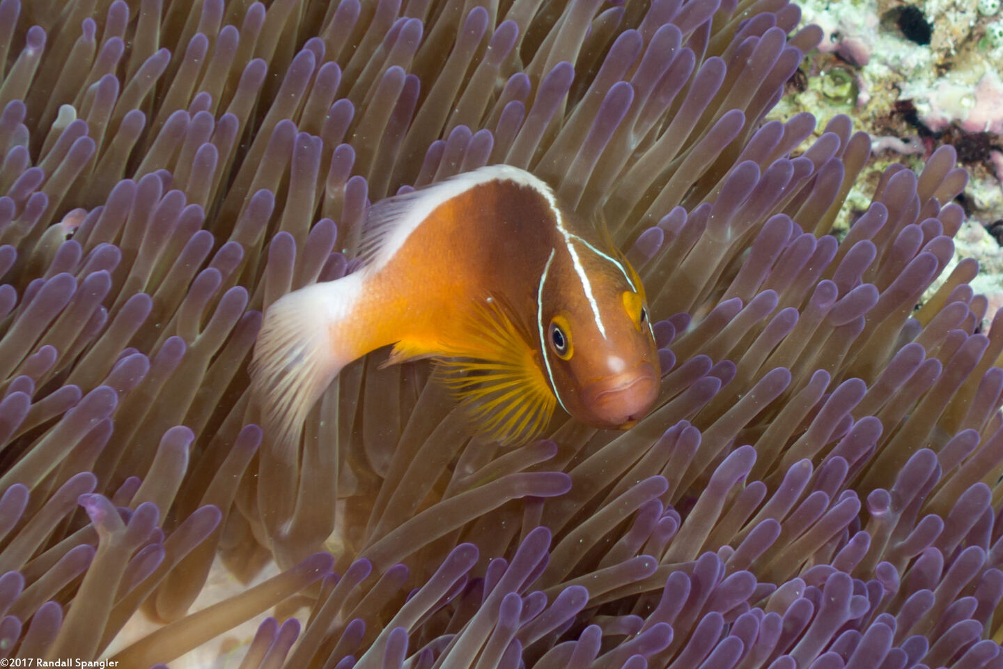 Amphiprion perideraion (Pink Anemonefish)