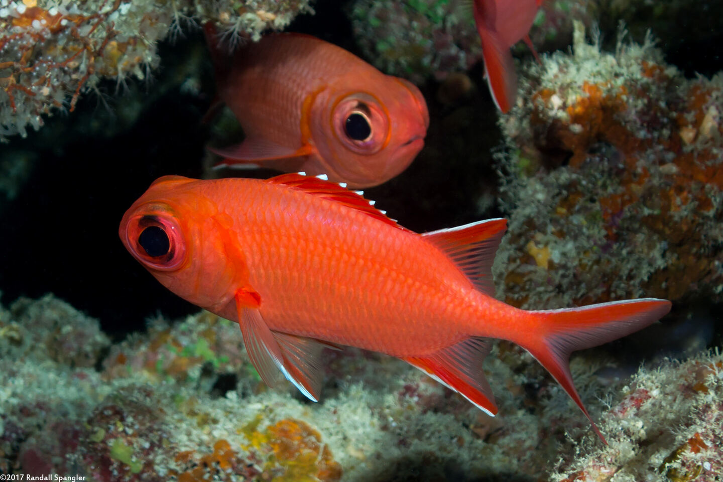 Myripristis vittata (Whitetip Soldierfish)