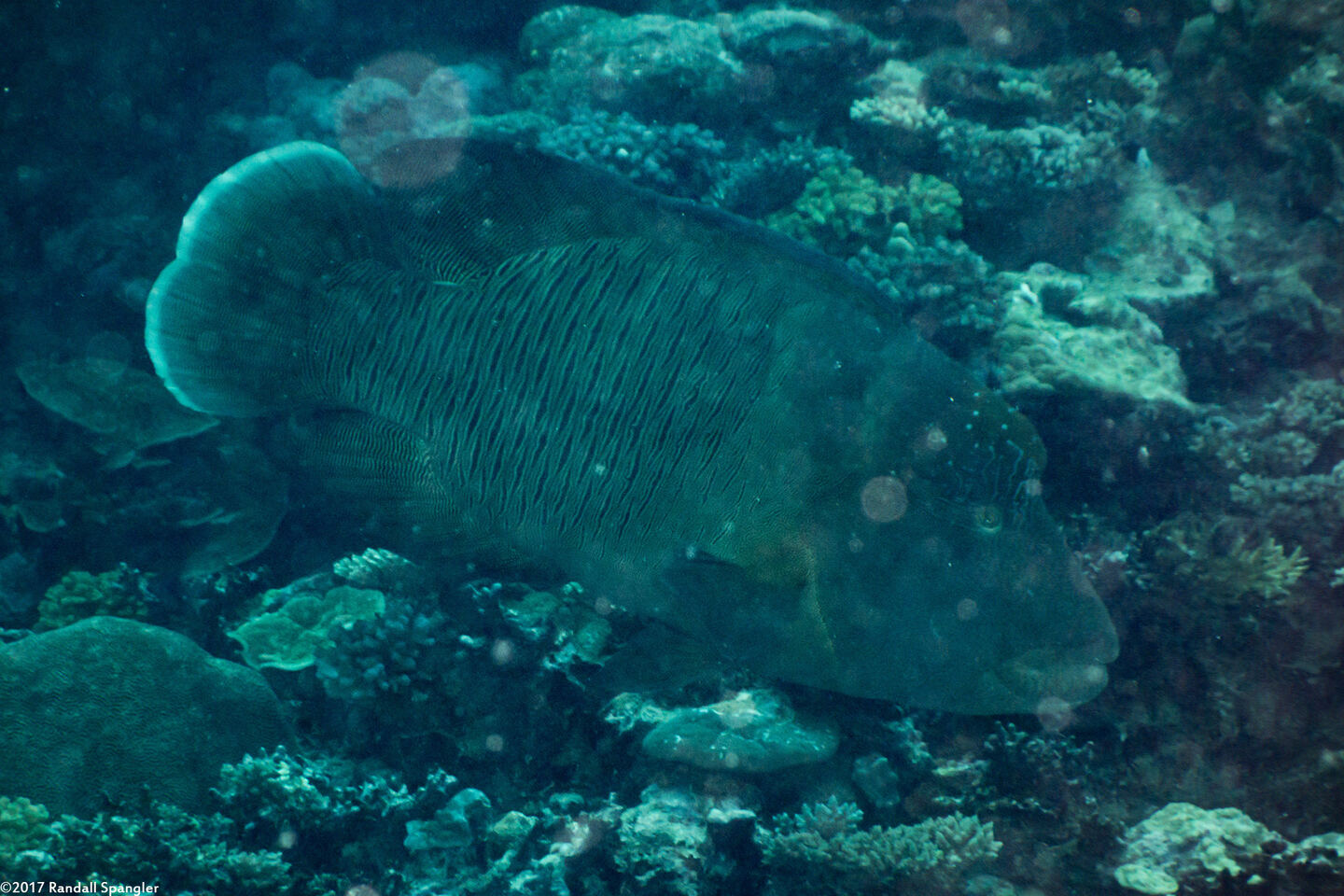 Cheilinus undulatus (Humphead Wrasse)
