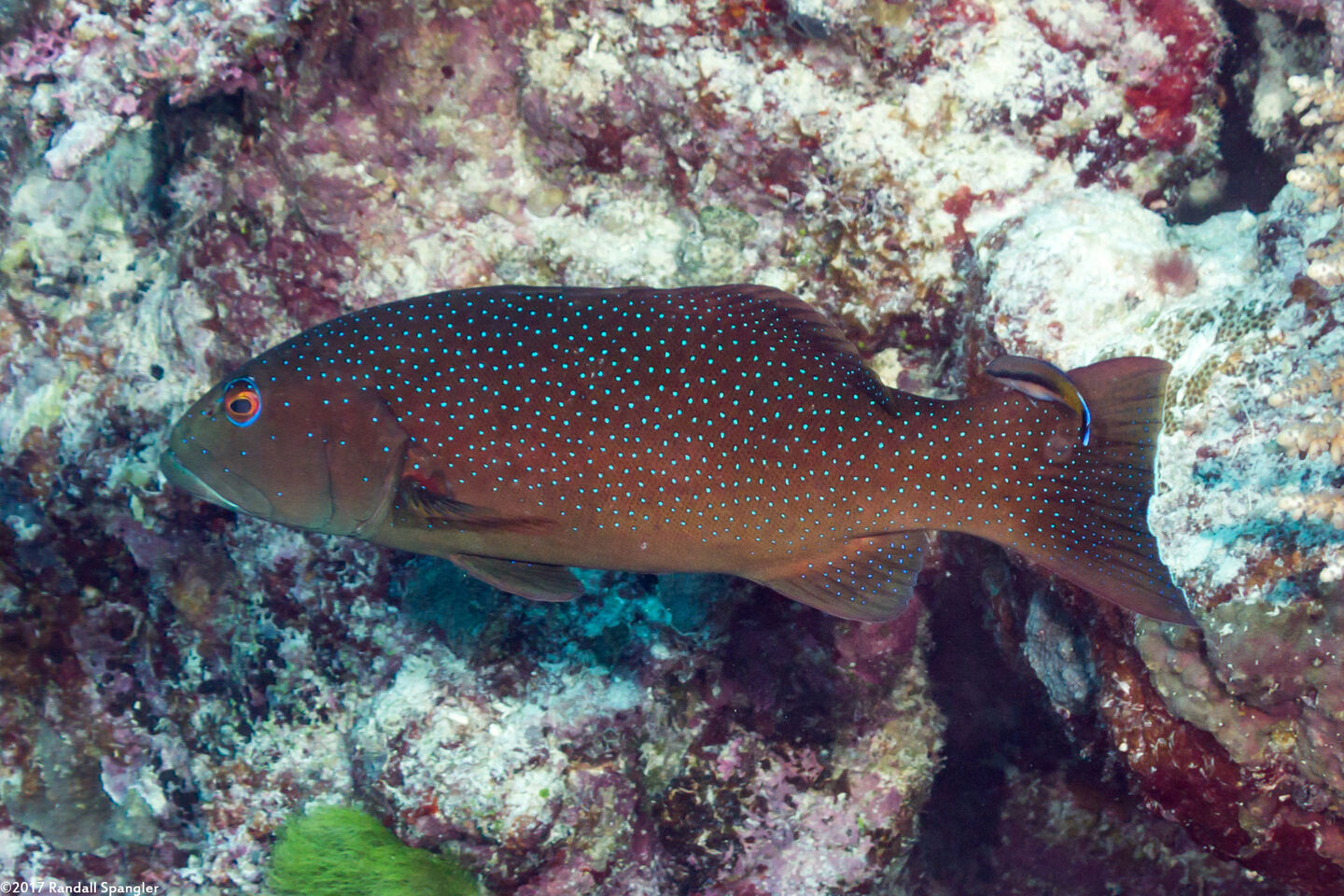 Plectropomus leopardus (Leopard Coral Grouper)