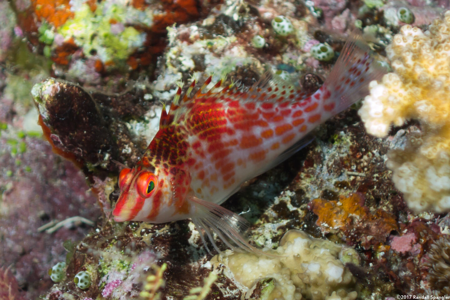 Cirrhitichthys falco (Dwarf Hawkfish)