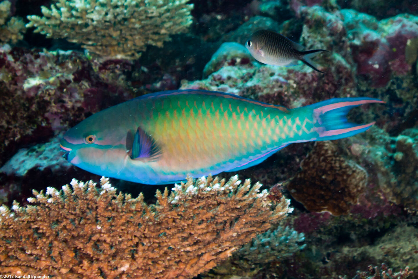 Scarus forsteni (Bluepatch Parrotfish)
