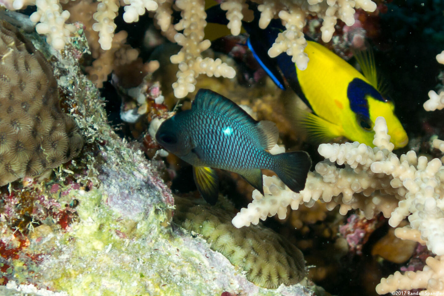 Dascyllus trimaculatus (Threespot Dascyllus)