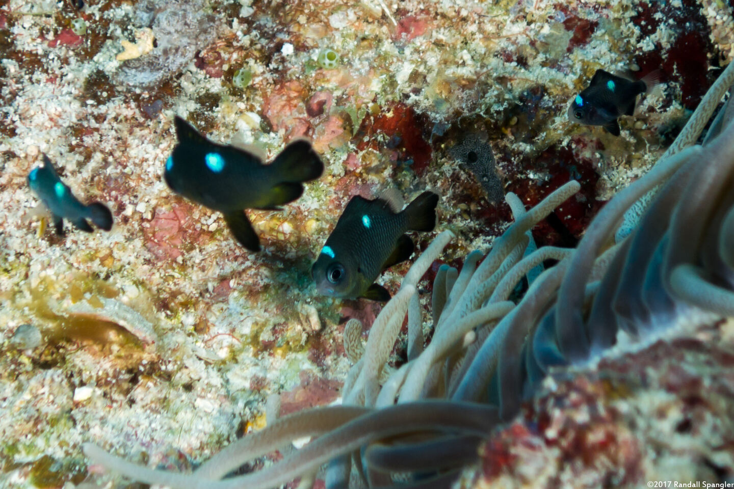 Dascyllus trimaculatus (Threespot Dascyllus)