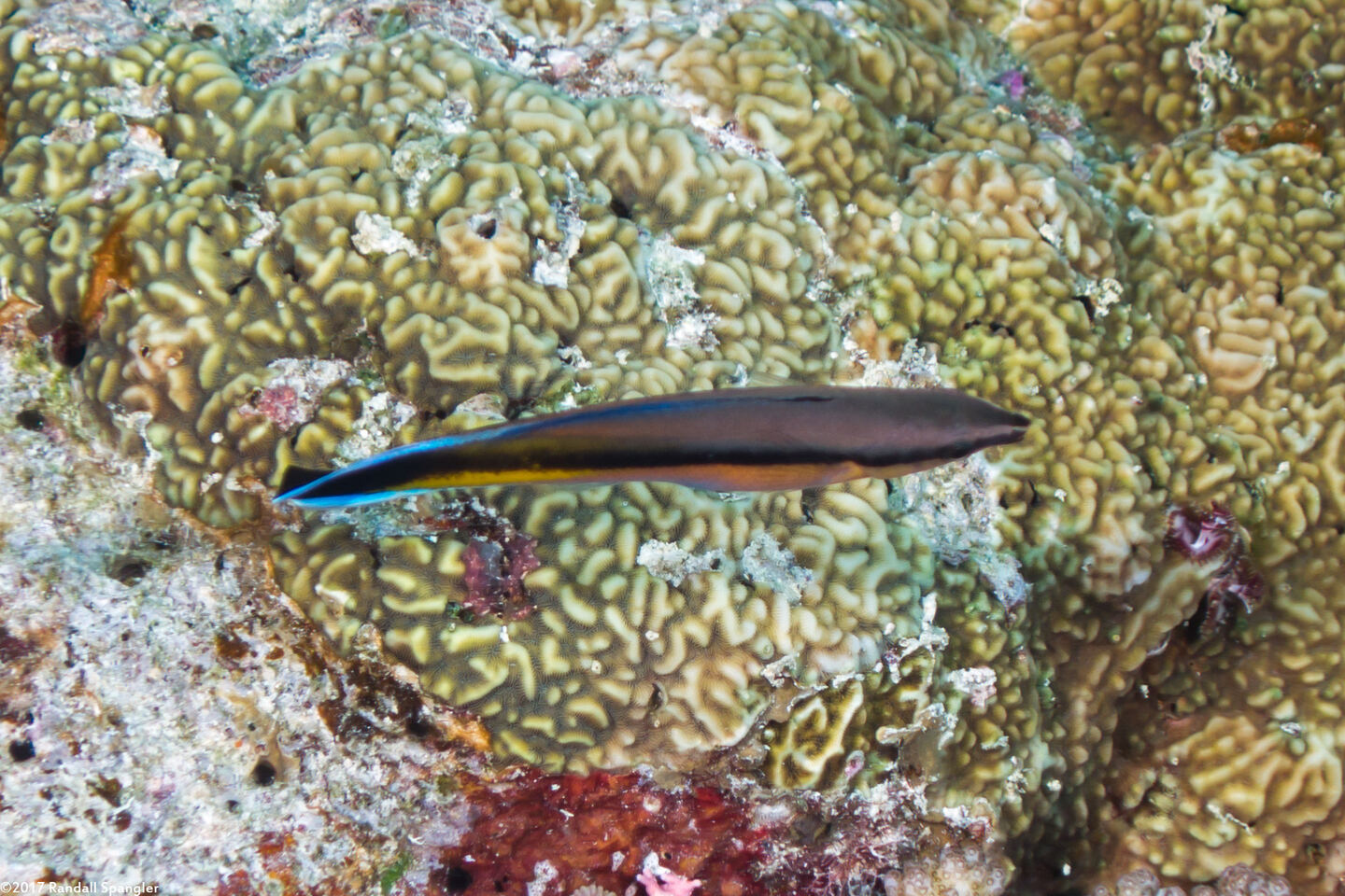 Labroides dimidiatus (Bluestreak Cleaner Wrasse)