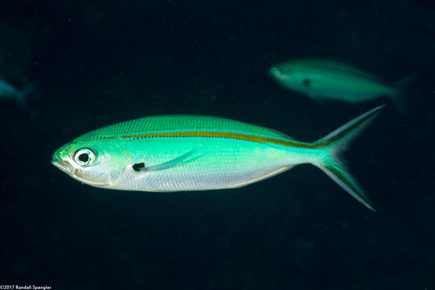 Caesio caerulaurea (Scissortail Fusilier)