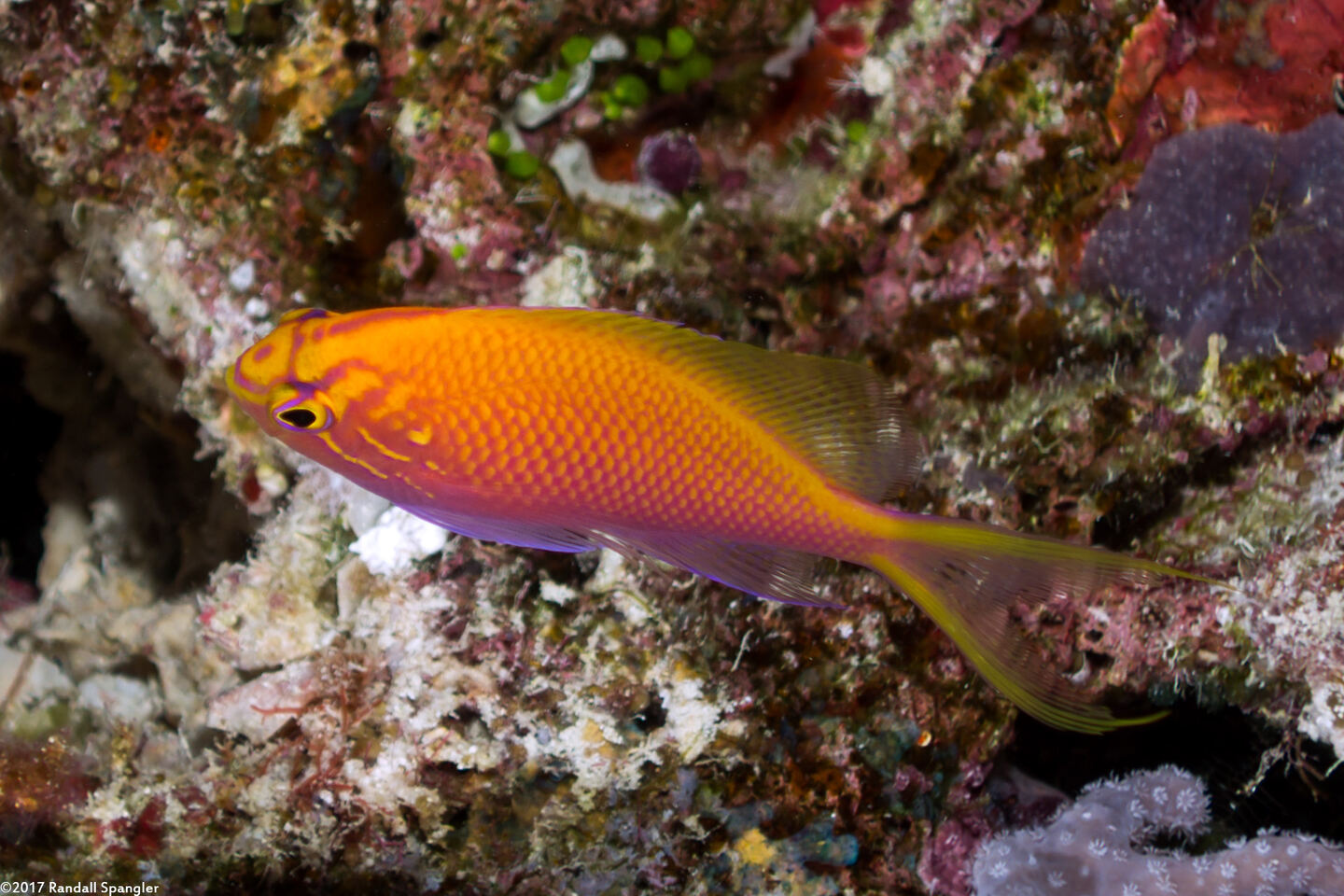Serranocirrhitus latus (Hawk Anthias)
