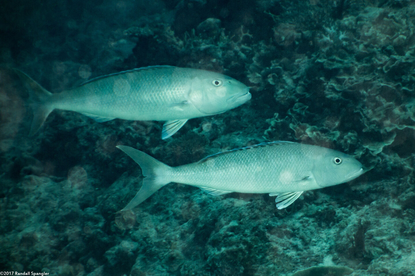 Aprion virescens (Green Jobfish)