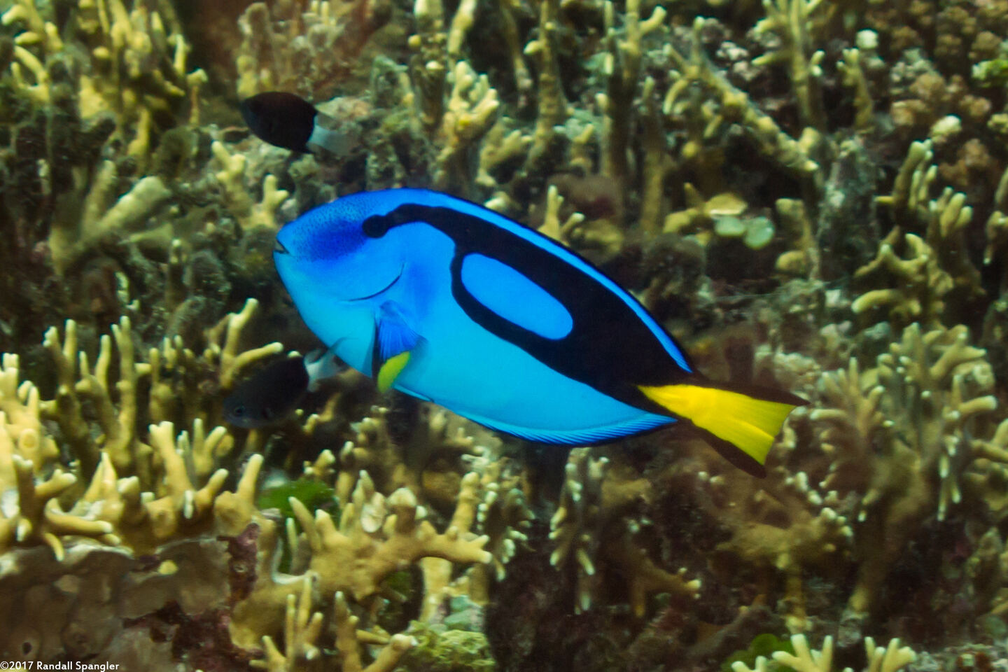 Paracanthurus hepatus (Palette Surgeonfish)
