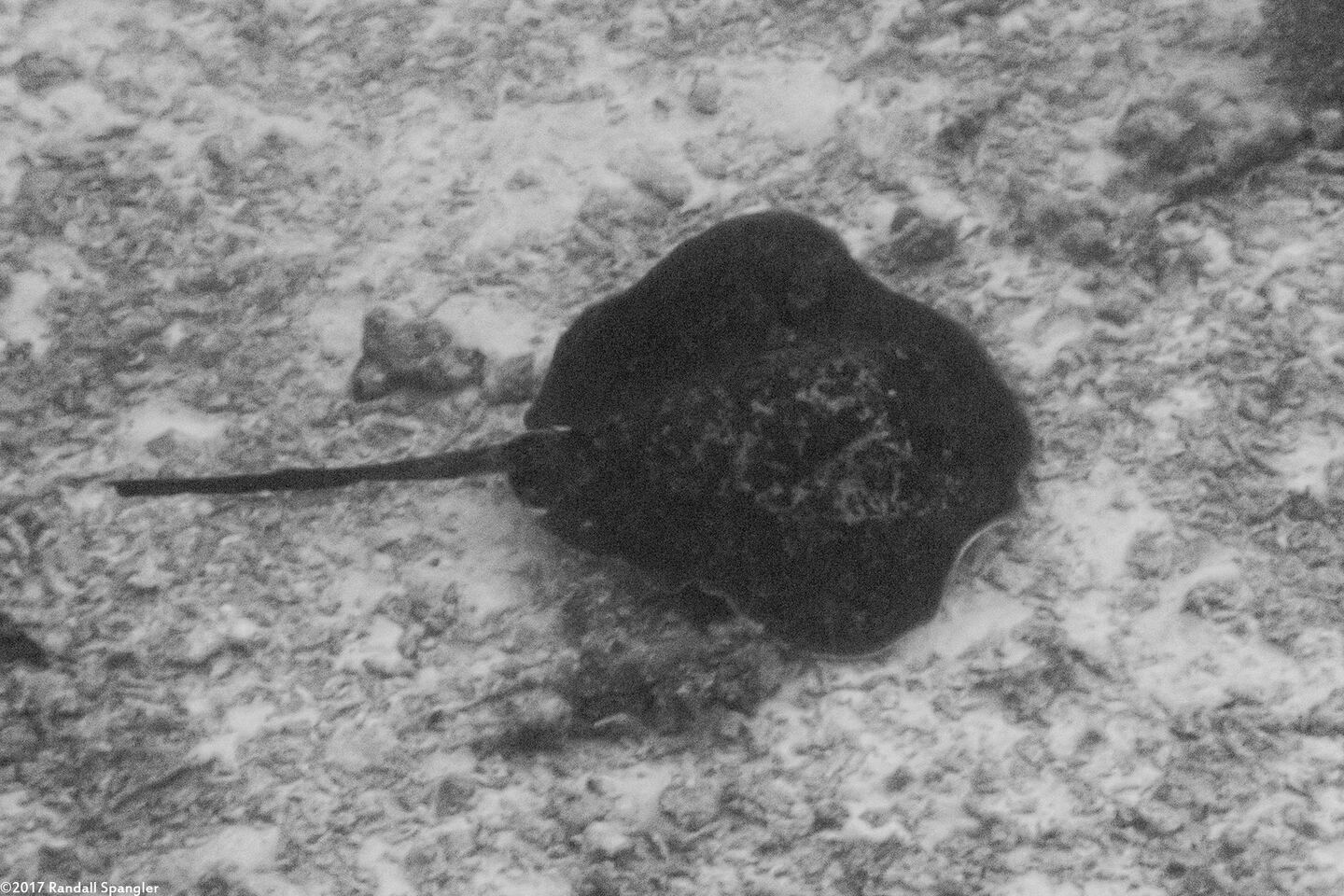 Taeniurops meyeni (Marbled Stingray)