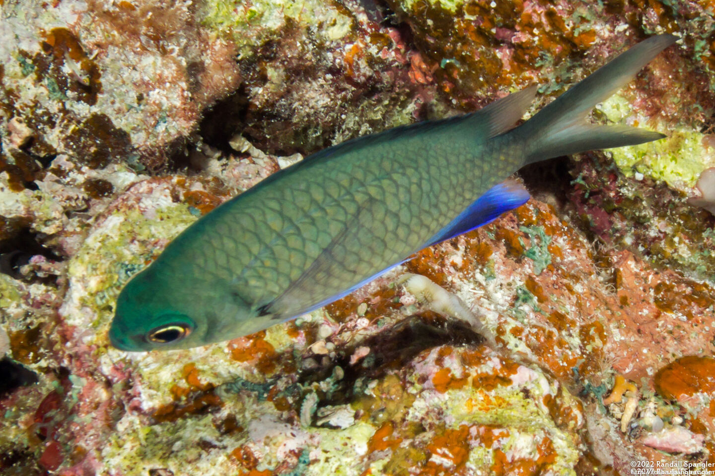 Chromis kennensis (Kenn Reef Chromis)