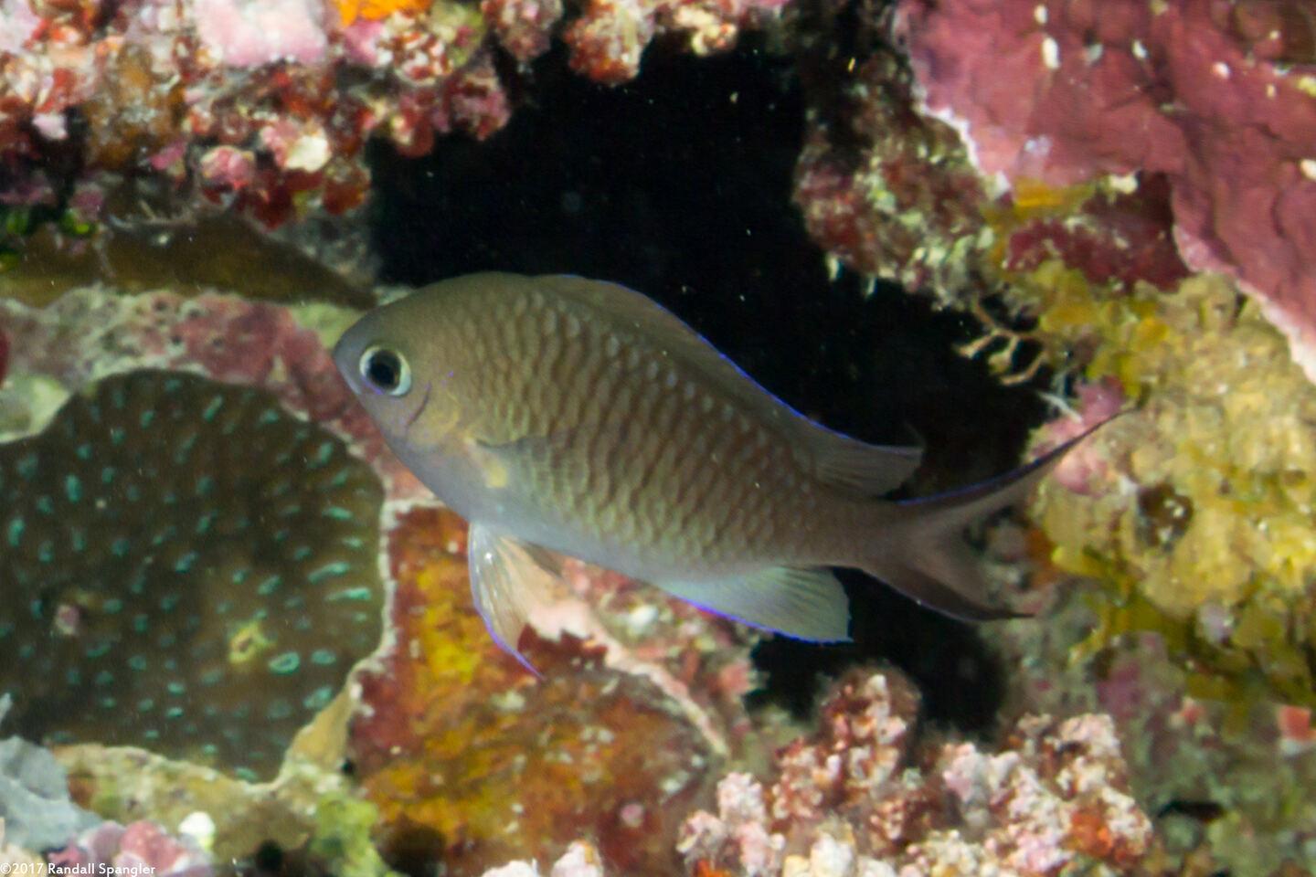 Chromis ternatensis (Ternate Chromis)