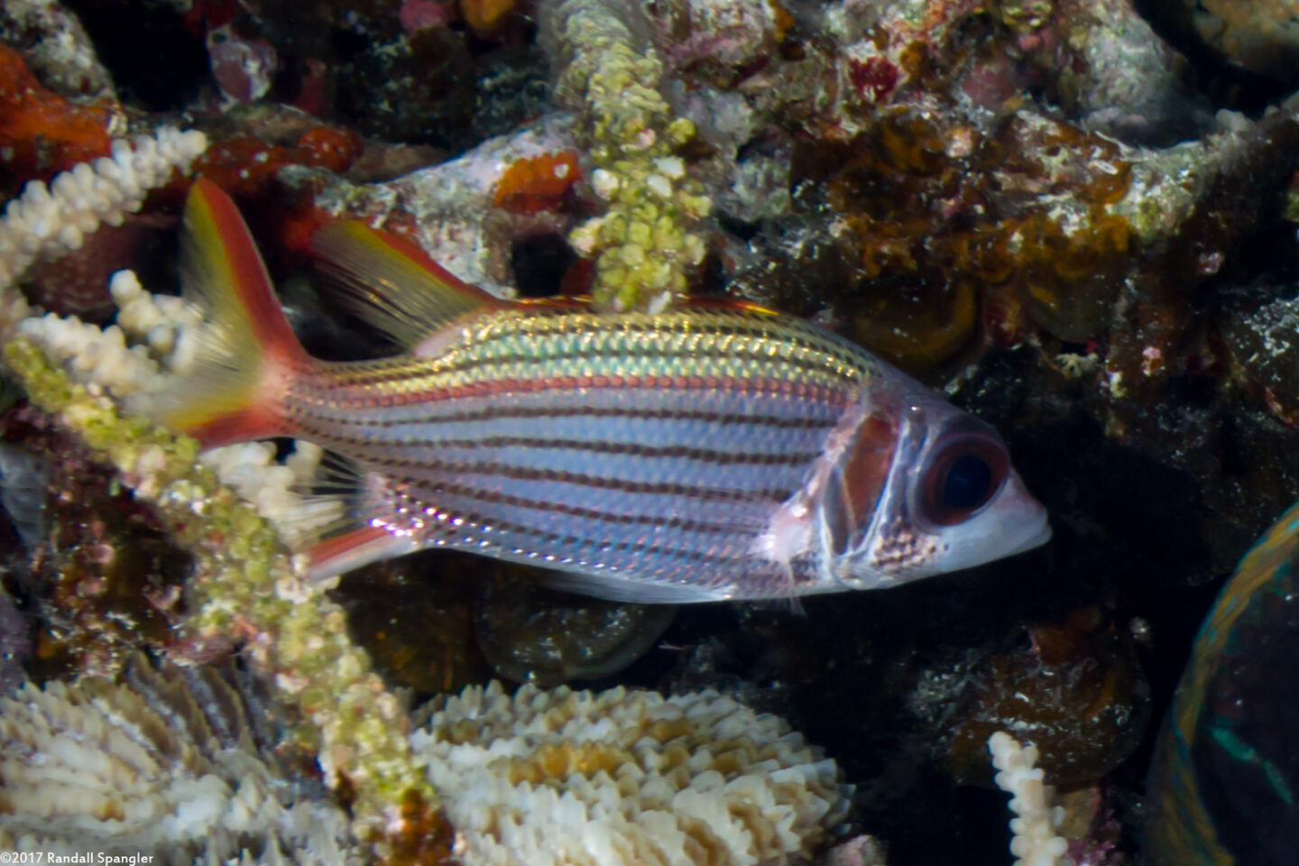 Neoniphon sammara (Spotfin Squirrelfish)