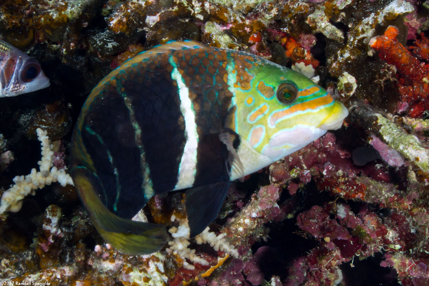 Hemigymnus fasciatus (Barred Thicklip)