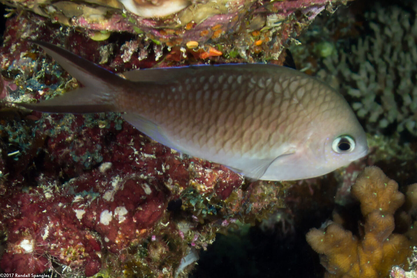Chromis ternatensis (Ternate Chromis)
