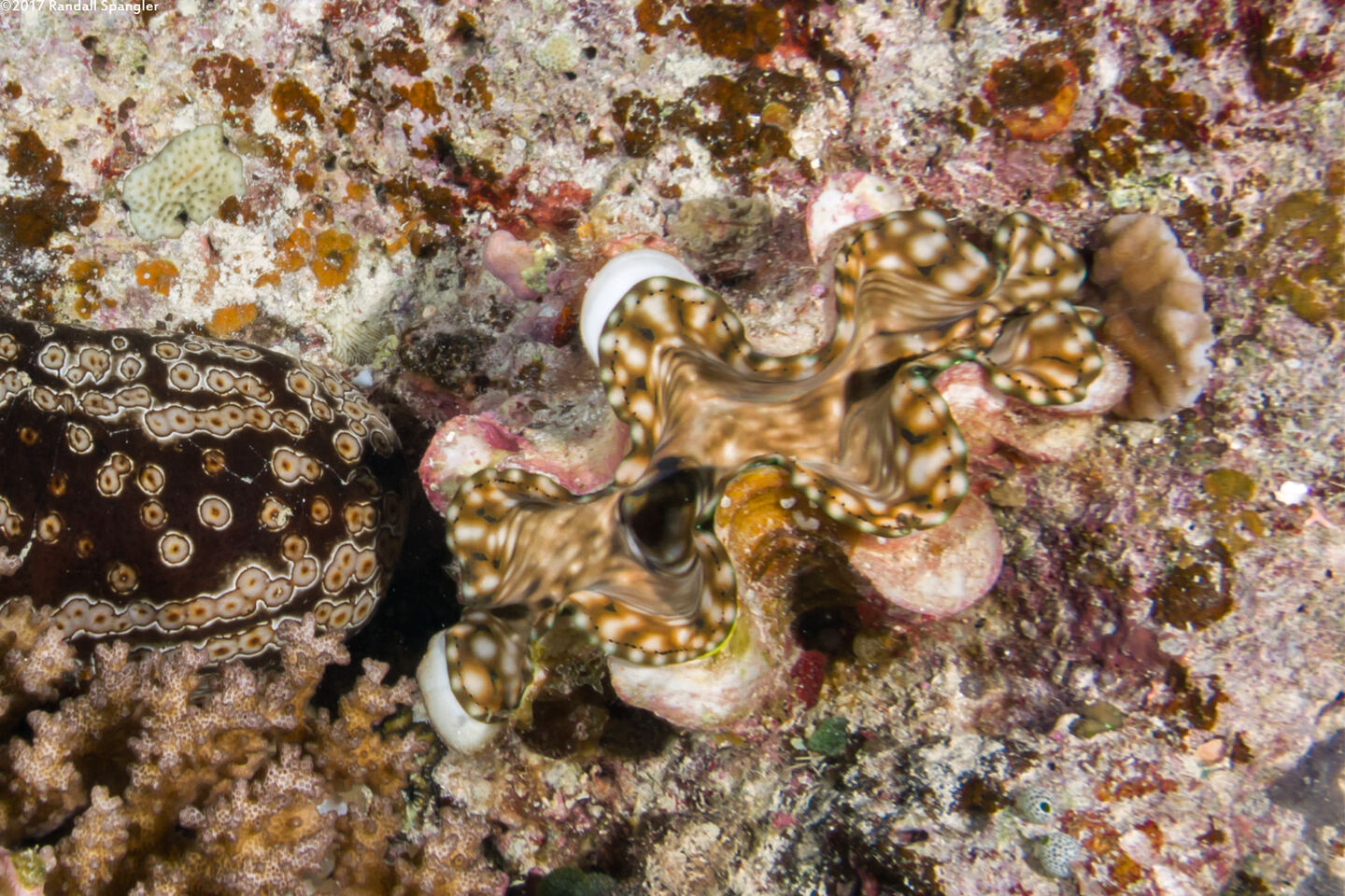 Tridacna crocea (Boring Giant Clam)