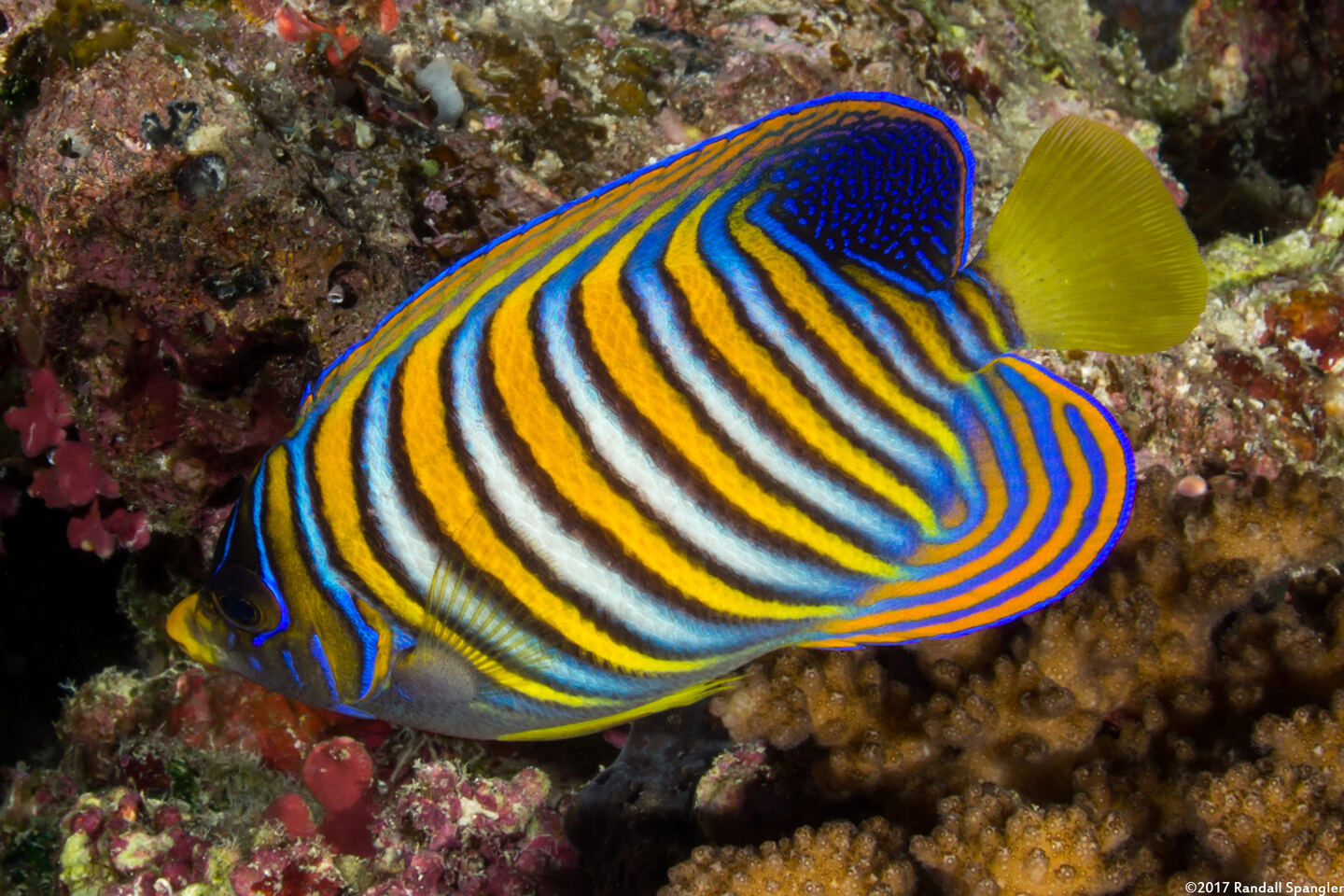 Pygoplites diacanthus (Regal Angelfish)