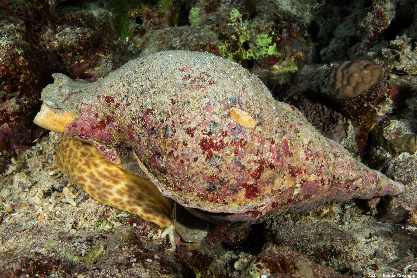 Charonia tritonis (Triton's Trumpet)