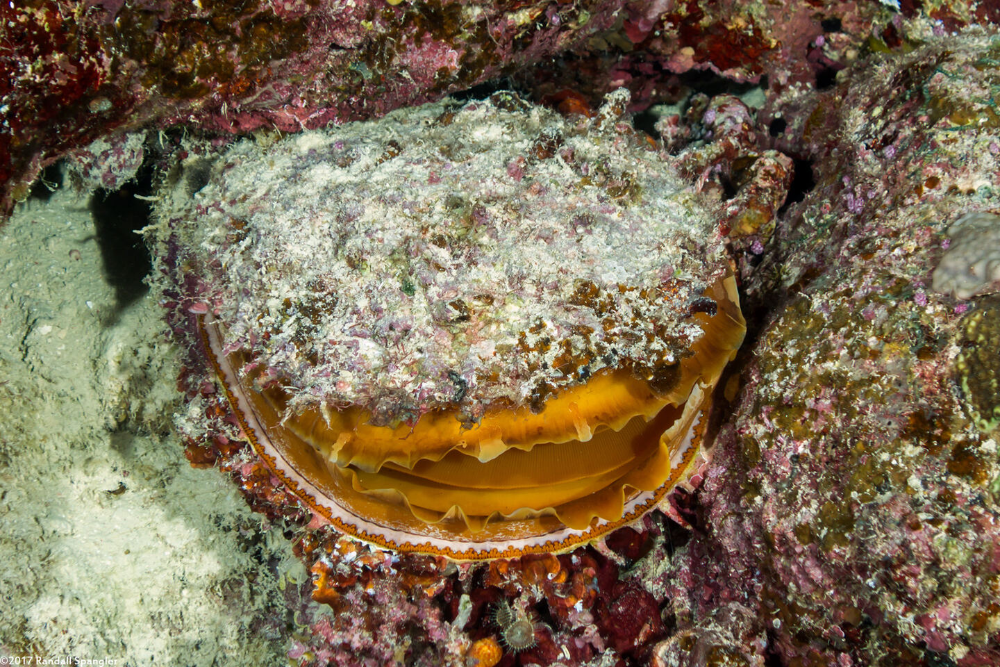 Spondylus varius (Variable Thorny Oyster)