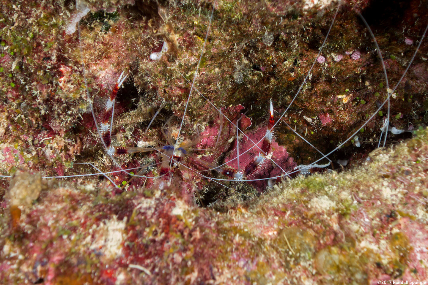 Stenopus hispidus (Banded Coral Shrimp)