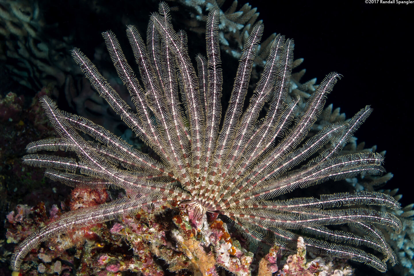 Anneissia bennetti (Bennett's Feather Star)