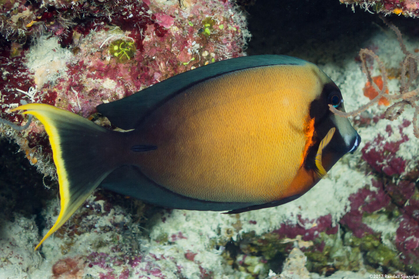 Acanthurus pyroferus (Mimic Surgeonfish)