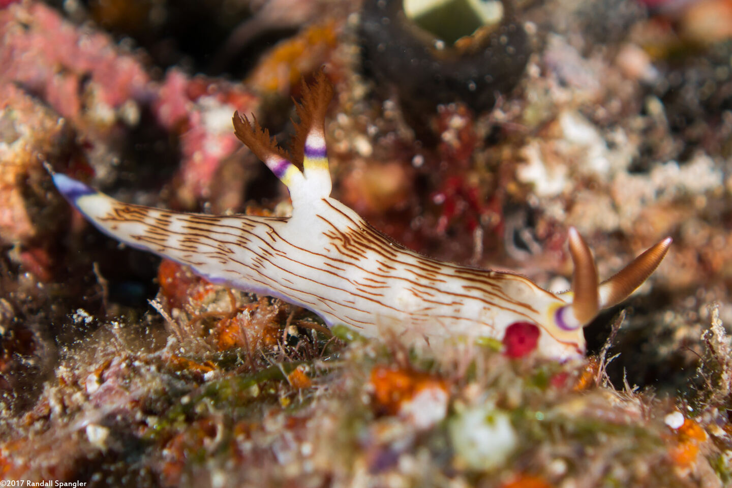 Nembrotha lineolata (Lined Nembrotha)