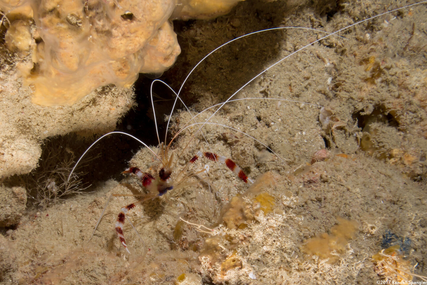 Stenopus hispidus (Banded Coral Shrimp)