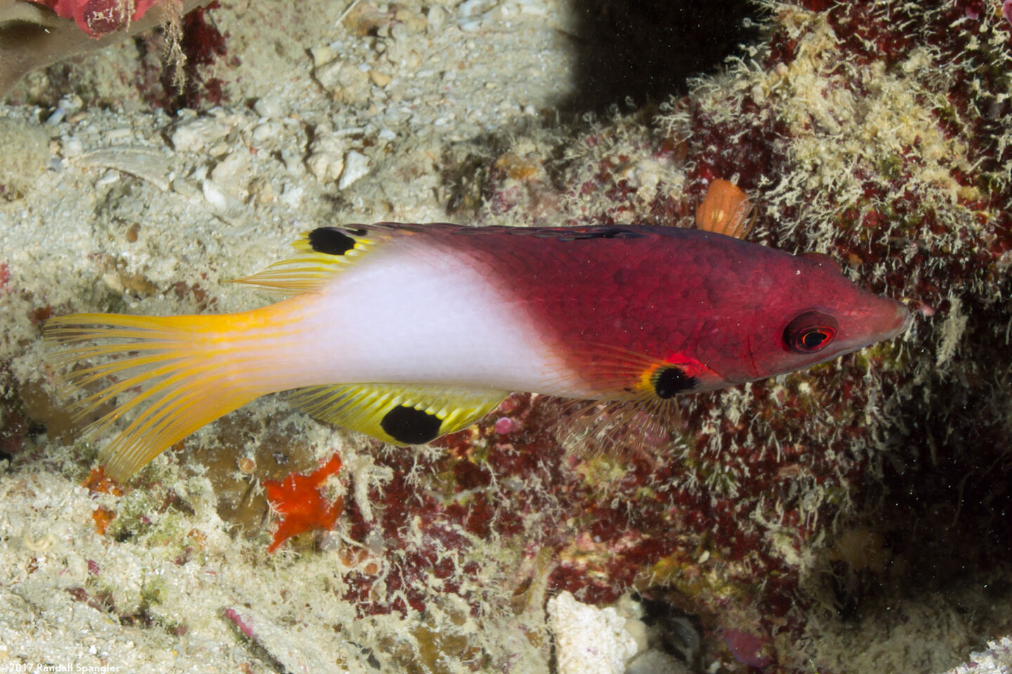 Bodianus axillaris (Axilspot Hogfish)