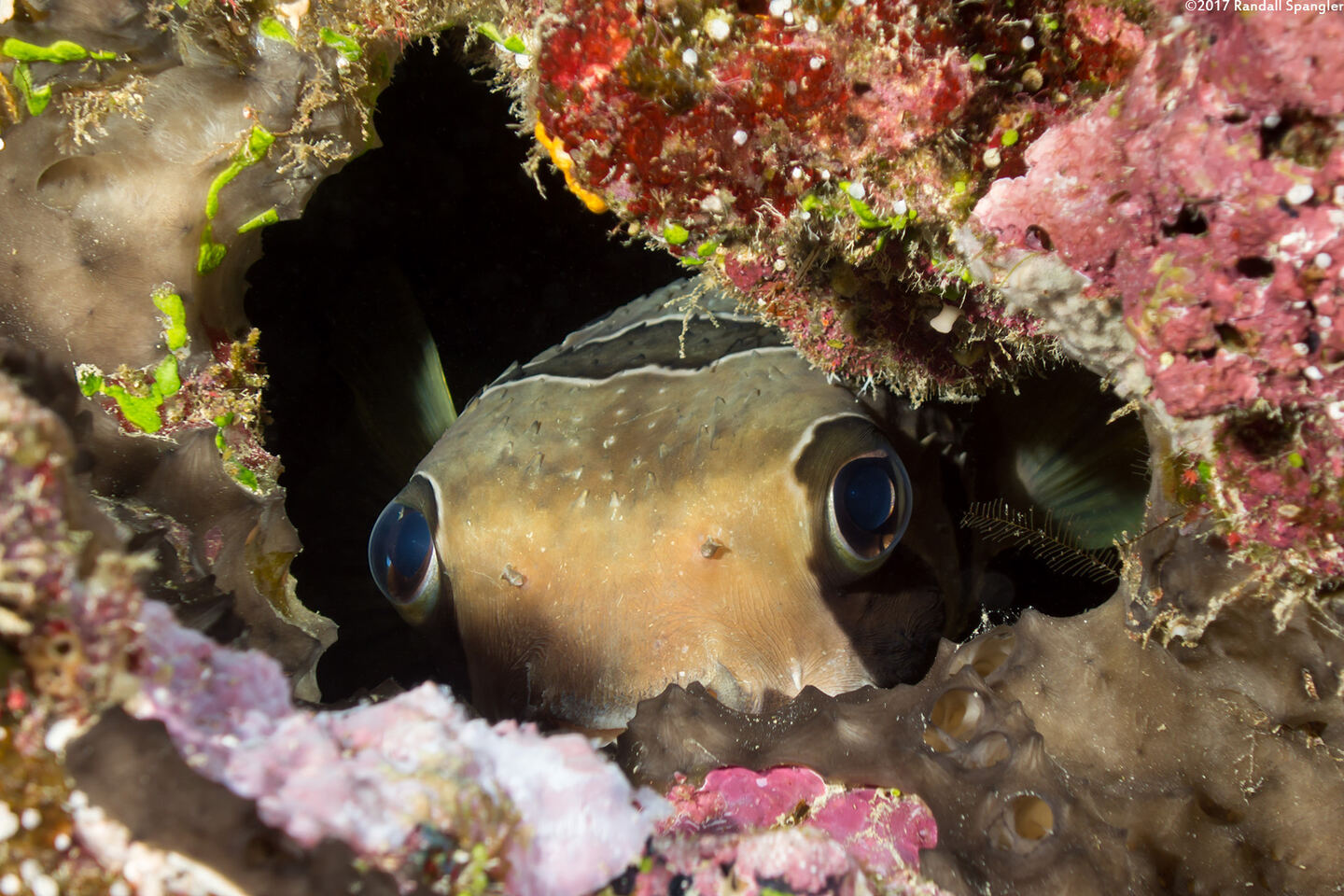 Diodon liturosus (Black-Blotched Porcupinefish)