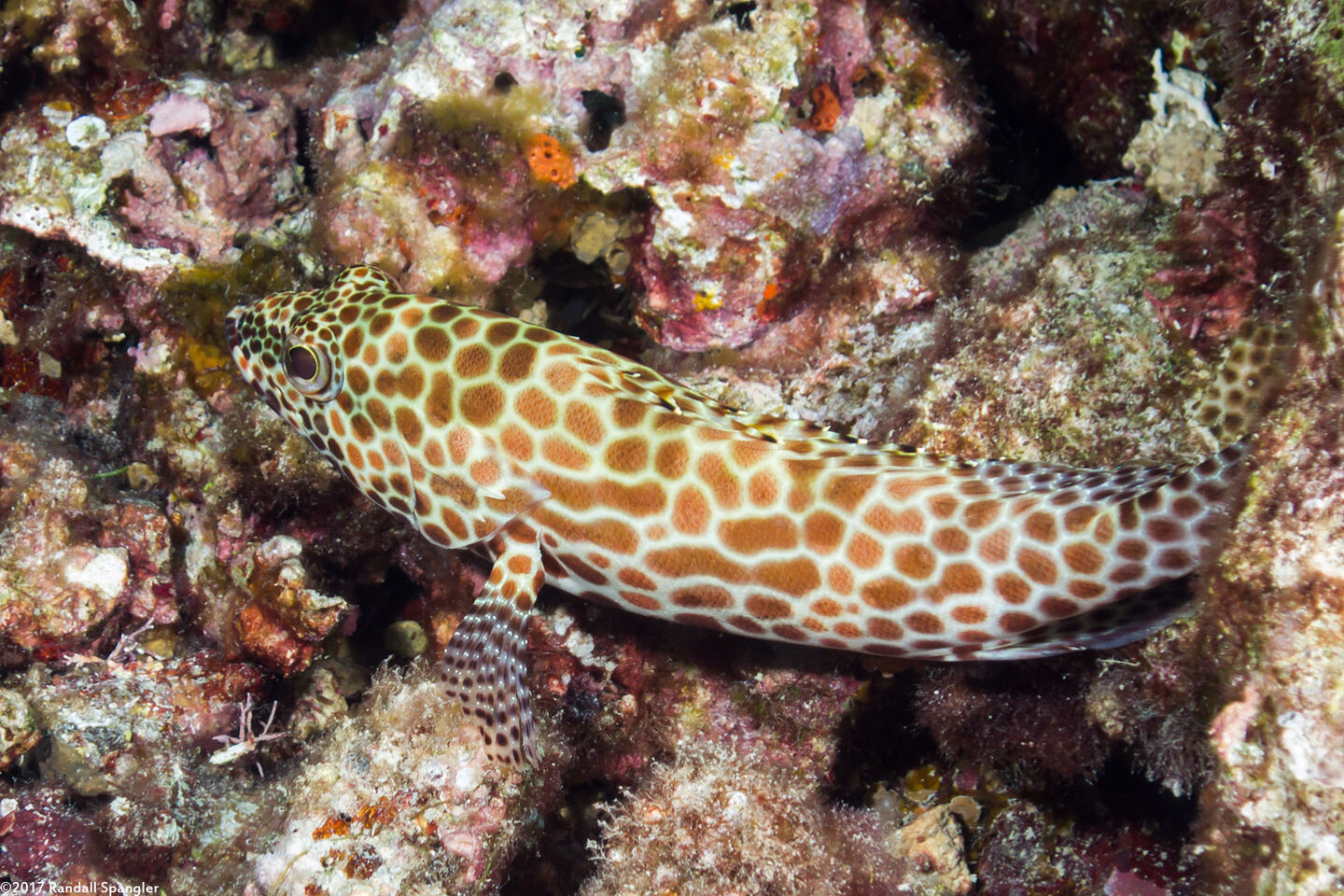 Epinephelus merra (Honeycomb Grouper)